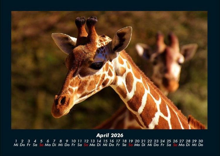 Produktbild: Giraffen 2026 Fotokalender DIN A4