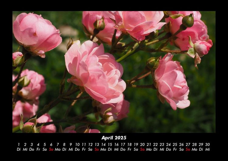 Produktbild: Rosen-Kalender 2025 Fotokalender DIN A3