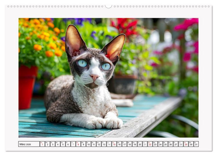 Produktbild: Cornish Rex Katzen. Ein Hauch von Extravaganz mit Locken und Charakter (hochwertiger Premium Wandkalender 2026 DIN A2 quer), Kunstdruck in Hochglanz