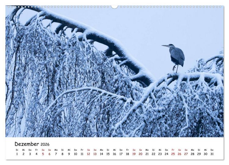 Produktbild: Die Graureiher vom Ahnepark (Wandkalender 2026 DIN A2 quer), CALVENDO Monatskalender