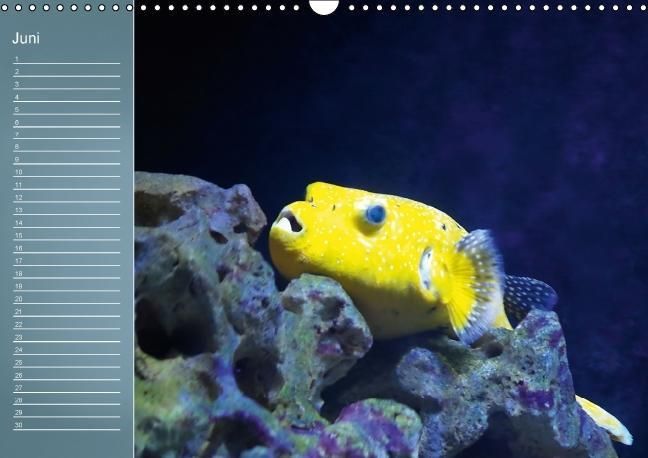 Produktbild: Bunte Riffbewohner - Fische, Anemonen und noch viel mehr (Wandkalender immerw&auml;hrend DIN A3 quer)