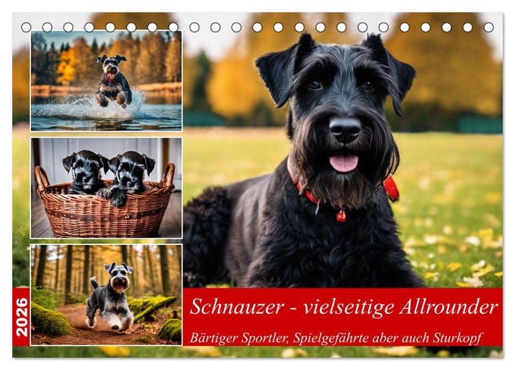 Produktbild: Schnauzer - vielseitige Allrounder (Tischkalender 2026 DIN A5 quer), CALVENDO Monatskalender