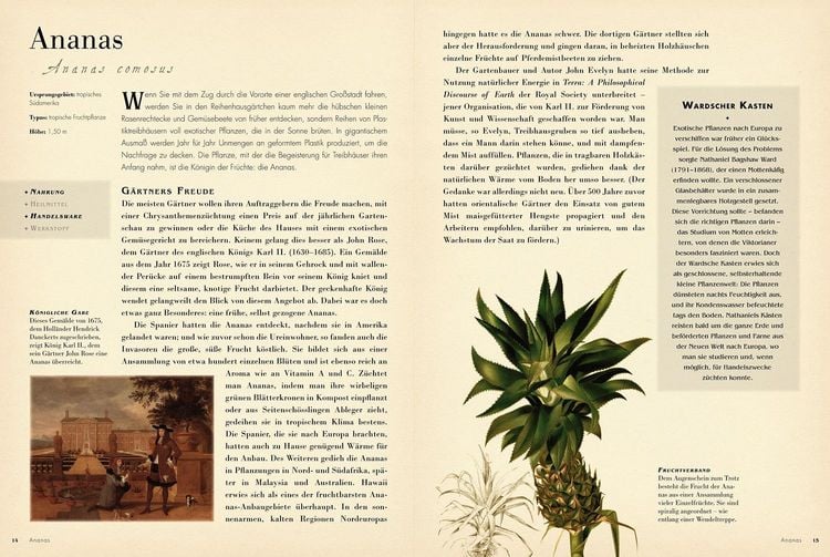Produktbild: 50 Pflanzen