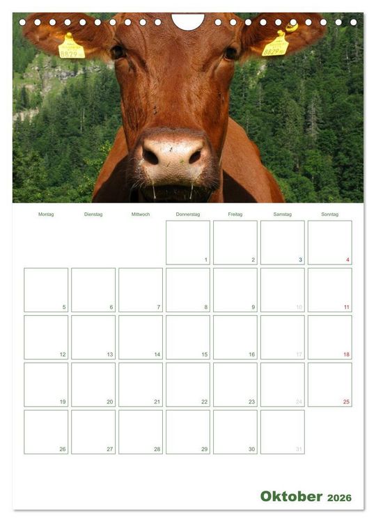 Produktbild: Kuhle K&uuml;he 2026 (Wandkalender 2026 DIN A4 hoch), CALVENDO Monatskalender