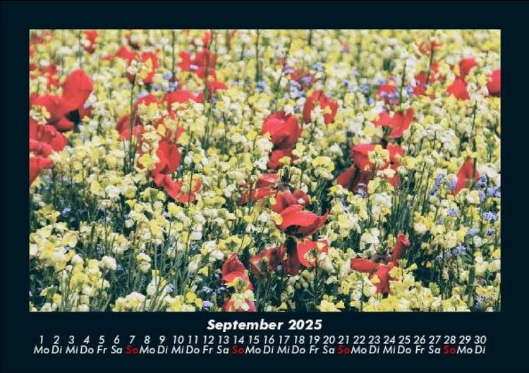 Produktbild: Blumentr&auml;ume 2025 Fotokalender DIN A5