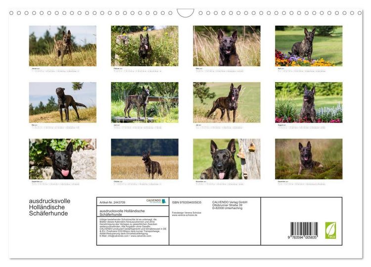 Produktbild: ausdrucksvolle Holl&auml;ndische Sch&auml;ferhunde (Wandkalender 2027 DIN A3 quer), CALVENDO Monatskalender