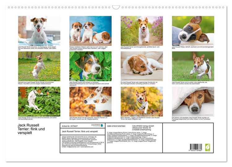 Produktbild: Jack Russell Terrier: flink und verspielt (Wandkalender 2026 DIN A2 quer), CALVENDO Monatskalender