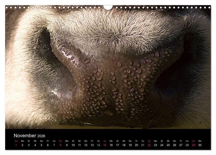 Produktbild: K&uuml;he 2026 (Wandkalender 2026 DIN A3 quer), CALVENDO Monatskalender