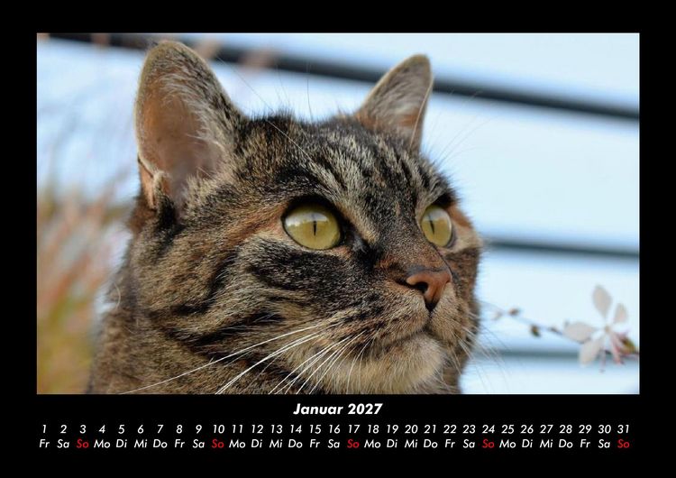 Produktbild: F&uuml;r Katzenfreunde 2027 Fotokalender DIN A3
