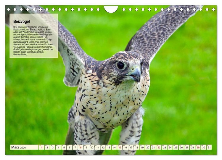 Produktbild: Kulturerbe Falknerei (Wandkalender 2026 DIN A4 quer), CALVENDO Monatskalender