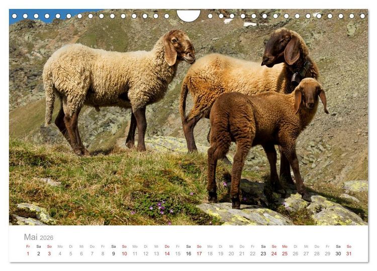 Produktbild: Tiere in Freiheit - Nutztiere auf der Alm (Wandkalender 2026 DIN A4 quer), CALVENDO Monatskalender