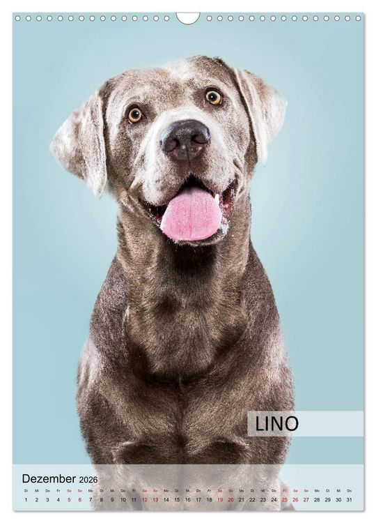 Produktbild: Hundekalender - Hunderassen im Portrait (Wandkalender 2026 DIN A3 hoch), CALVENDO Monatskalender