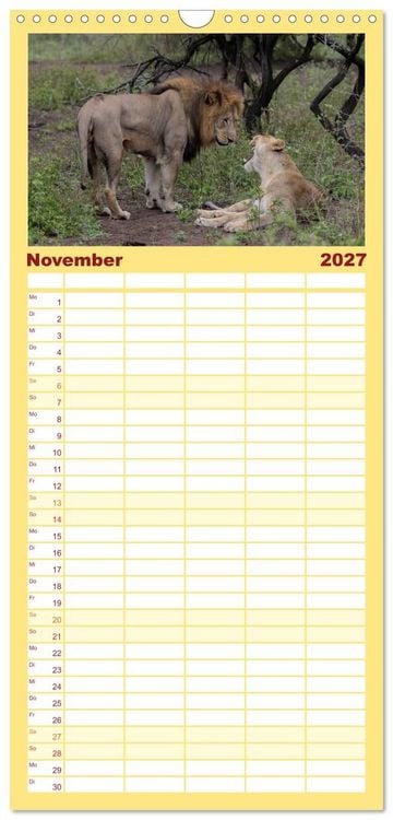 Produktbild: Familienplaner 2027 - L&ouml;wen in Botswana und S&uuml;dafrika mit 5 Spalten (Wandkalender, 21 x 45 cm) CALVENDO