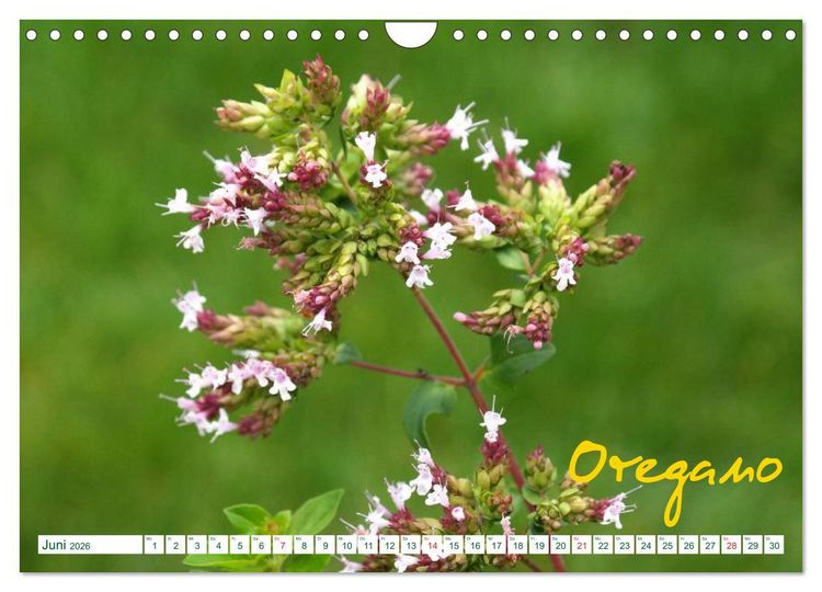Produktbild: Kr&auml;uter - Gesund, h&uuml;bsch und lecker (Wandkalender 2026 DIN A4 quer), CALVENDO Monatskalender