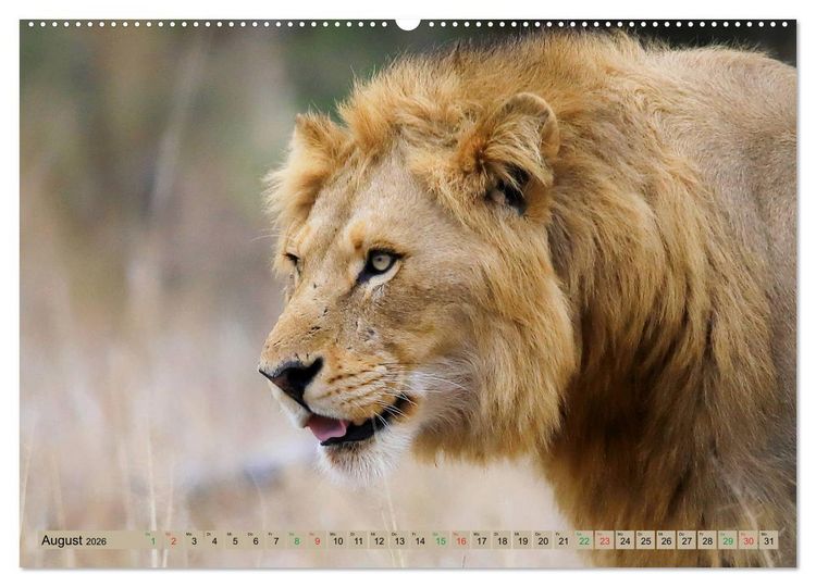 Produktbild: Katzen Afrikas (hochwertiger Premium Wandkalender 2026 DIN A2 quer), Kunstdruck in Hochglanz