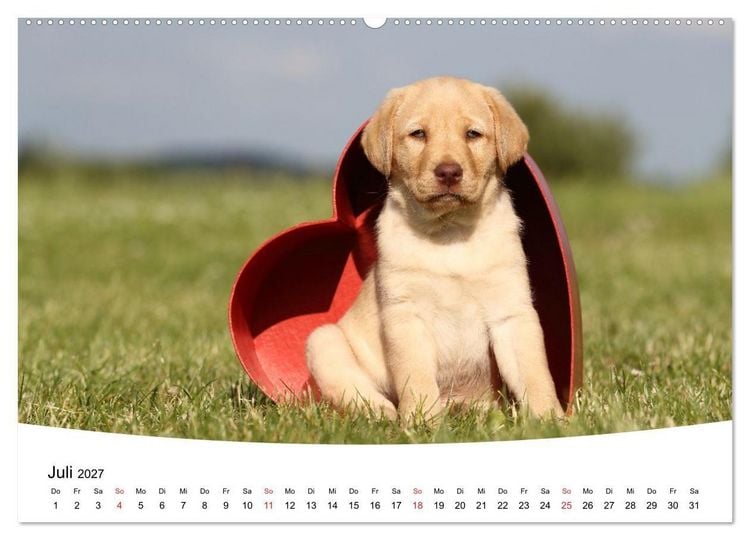Produktbild: Labrador Welpen - Labrador Puppies (hochwertiger Premium Wandkalender 2027 DIN A2 quer), Kunstdruck in Hochglanz
