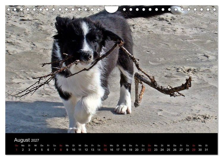 Produktbild: Border Collies machen Urlaub in D&auml;nemark (Wandkalender 2027 DIN A4 quer), CALVENDO Monatskalender