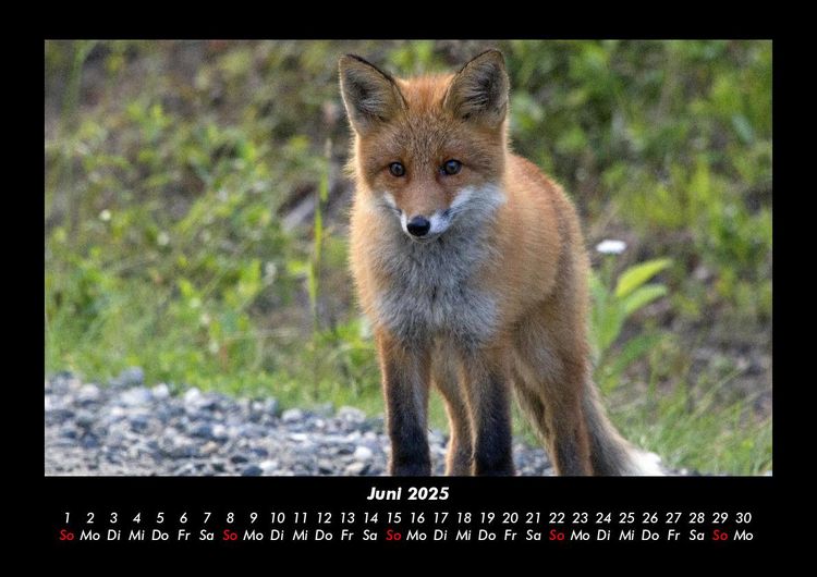 Produktbild: Waldbewohner 2025 Fotokalender DIN A3
