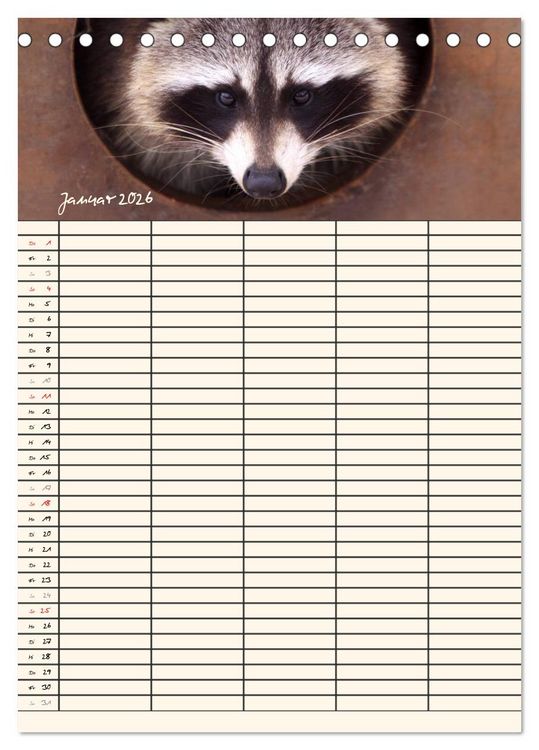 Produktbild: Waschb&auml;ren Familienplaner (Tischkalender 2026 DIN A5 hoch), CALVENDO Monatskalender