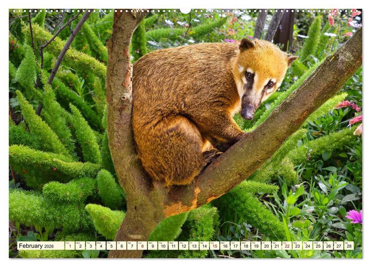 Produktbild: Small and large bears (Wall Calendar 2026 DIN A2 landscape), CALVENDO 12 Month Wall Calendar