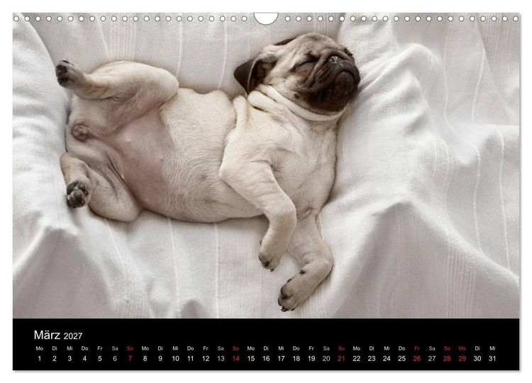 Produktbild: Mops 2027 (Wandkalender 2027 DIN A3 quer), CALVENDO Monatskalender