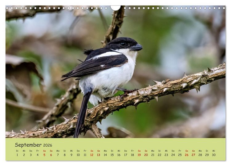 Produktbild: Gefiederte Sch&ouml;nheiten Ostafrikas (Wandkalender 2026 DIN A3 quer), CALVENDO Monatskalender