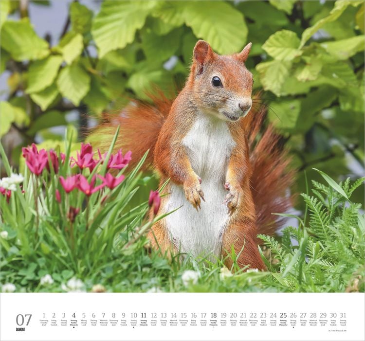 Produktbild: Geliebte Eichh&ouml;rnchen 2027