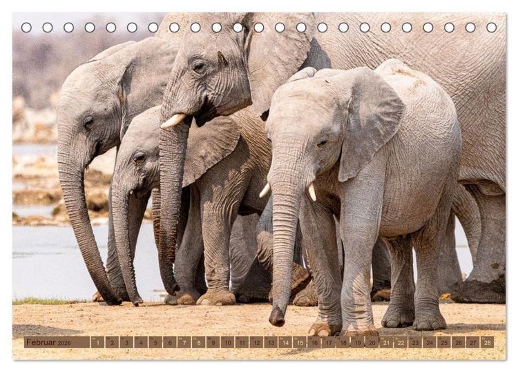 Produktbild: Wildlife Namibia - Etosha und Kalahari (Tischkalender 2026 DIN A5 quer), CALVENDO Monatskalender