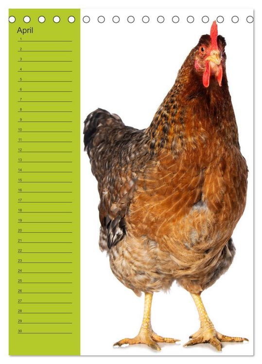 Produktbild: Kunterbunte H&uuml;hner Truppe (Tischkalender 2026 DIN A5 hoch), CALVENDO Monatskalender