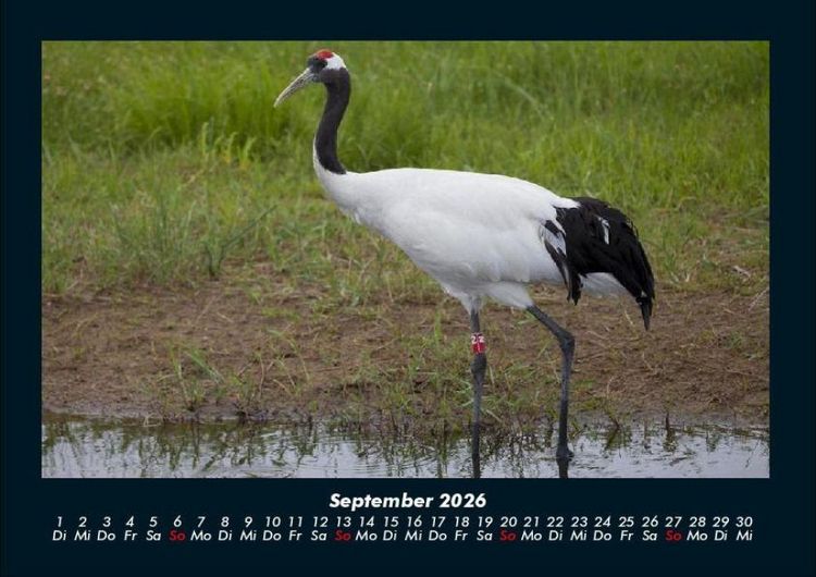 Produktbild: Welt der Tiere 2026 Fotokalender DIN A4