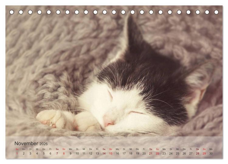 Produktbild: Katzen 2026 Bezaubernde Samtpfoten (Tischkalender 2026 DIN A5 quer), CALVENDO Monatskalender