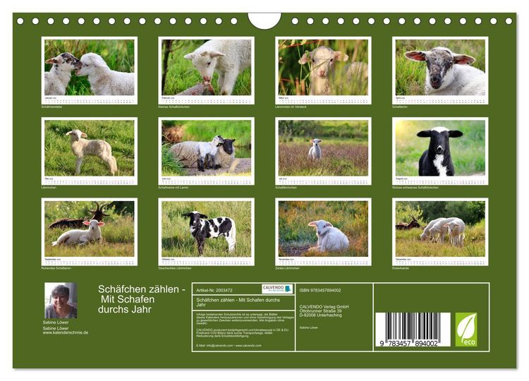 Produktbild: Sch&auml;fchen z&auml;hlen - Mit Schafen durchs Jahr (Wandkalender 2026 DIN A4 quer), CALVENDO Monatskalender