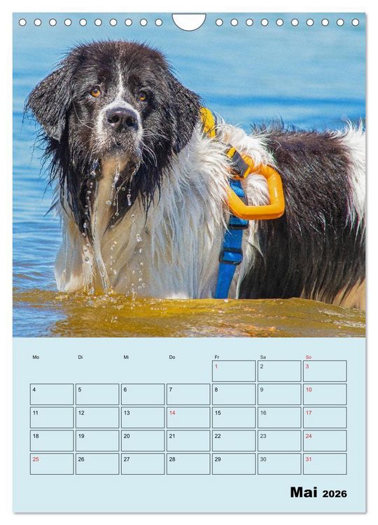 Produktbild: Familienplaner Landseer - Freund und Retter (Wandkalender 2026 DIN A4 hoch), CALVENDO Monatskalender