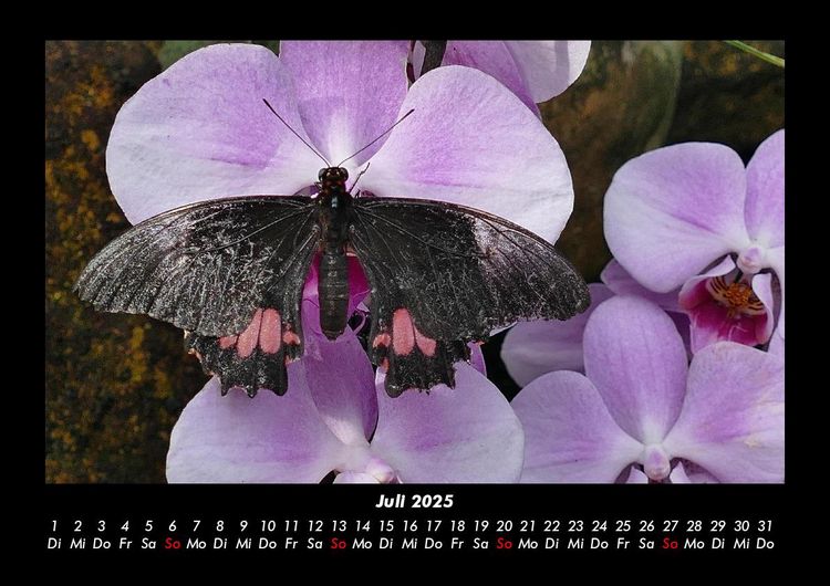 Produktbild: Blumentr&auml;ume 2025 Fotokalender DIN A3