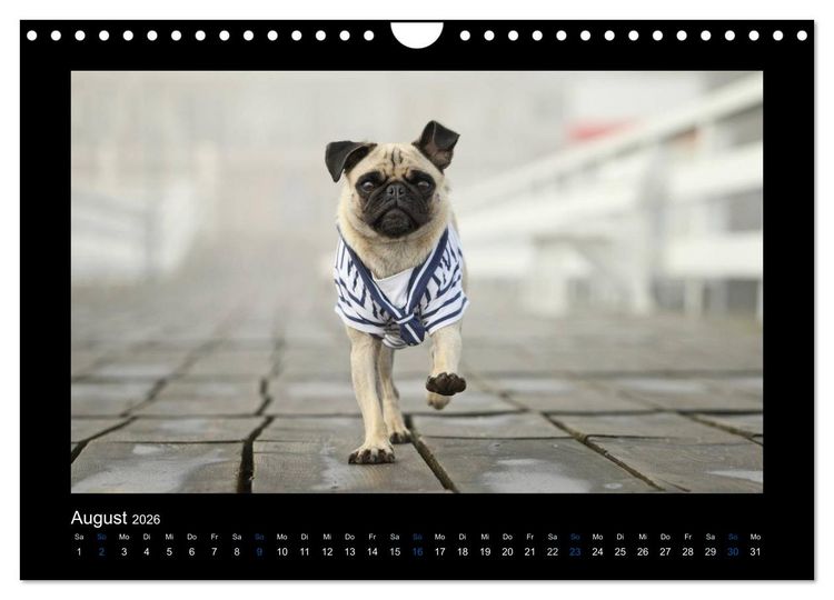 Produktbild: Der Feldfurchen-Mops (Wandkalender 2026 DIN A4 quer), CALVENDO Monatskalender