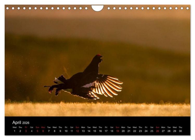 Produktbild: Scotland's Wildlife 2026 (Wall Calendar 2026 DIN A4 landscape), CALVENDO 12 Month Wall Calendar