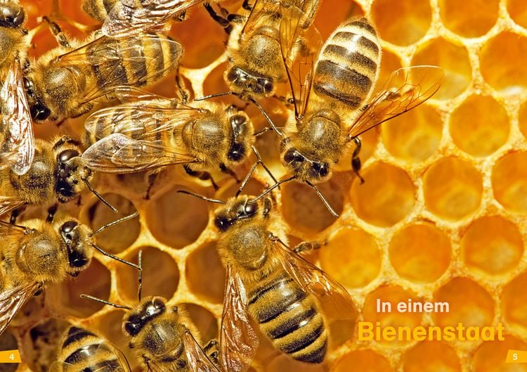 Produktbild: WAS IST WAS Erstes Lesen Band 5. Bienen