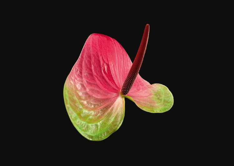 Produktbild: The Blooming Book