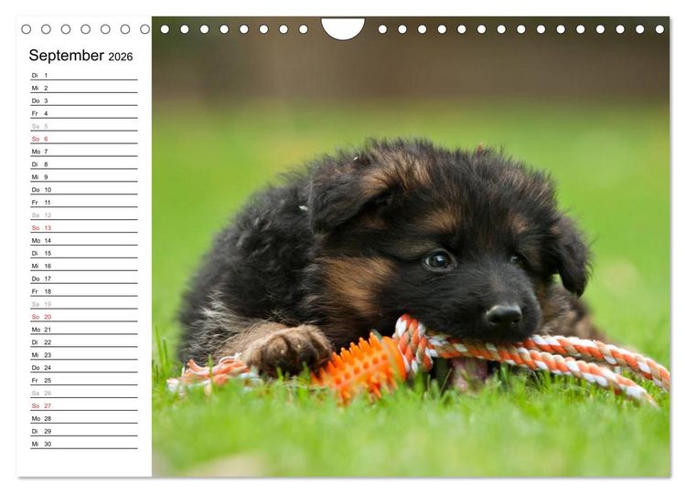 Produktbild: Deutscher Sch&auml;ferhund - Welpen (Wandkalender 2026 DIN A4 quer), CALVENDO Monatskalender