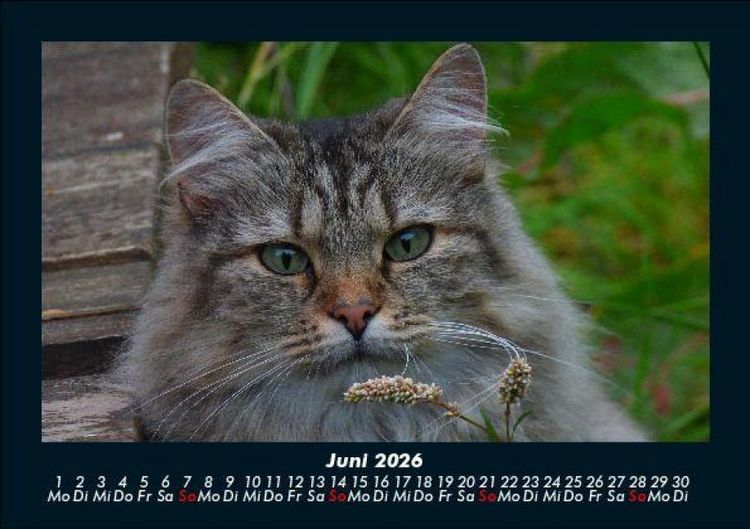 Produktbild: F&uuml;r Katzenfreunde 2026 Fotokalender DIN A5