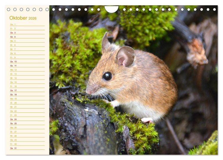 Produktbild: Gr&uuml;sse von der Maus! (Wandkalender 2026 DIN A4 quer), CALVENDO Monatskalender