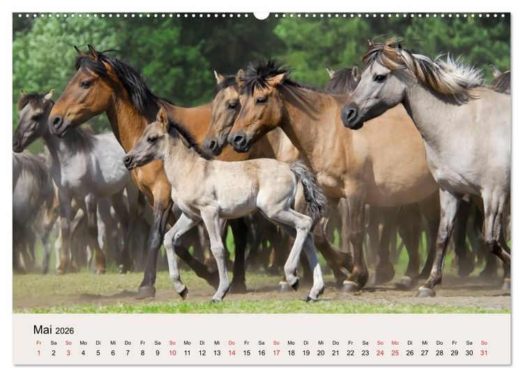 Produktbild: D&uuml;lmener Wildpferde (Wandkalender 2026 DIN A2 quer), CALVENDO Monatskalender