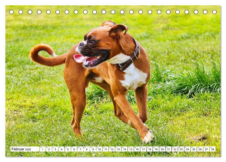 Produktbild: Muskelprotz Boxer (Tischkalender 2026 DIN A5 quer), CALVENDO Monatskalender