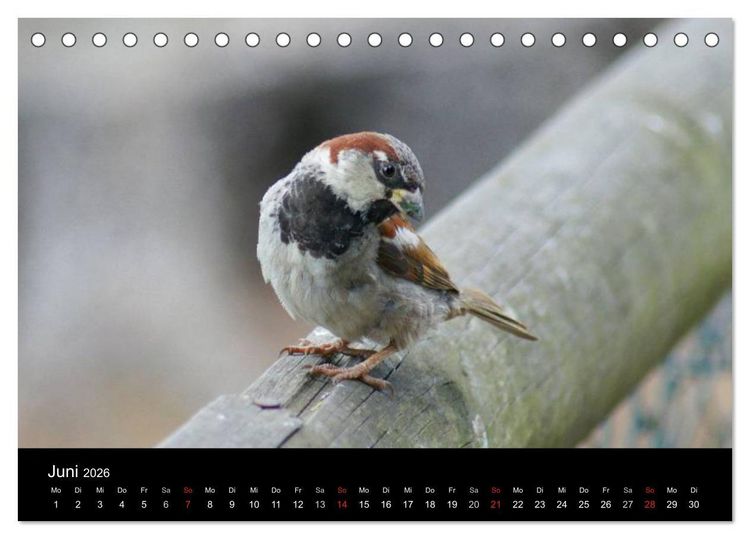 Produktbild: Freche Spatzen (Tischkalender 2026 DIN A5 quer), CALVENDO Monatskalender