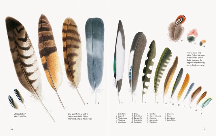 Produktbild: Wawra's Naturbuch &ndash; Unserer Natur auf der Spur, Bd. 1: S&auml;ugetiere, V&ouml;gel, Reptilien, Amphibien