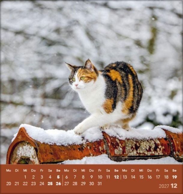 Produktbild: Schmusekatzen 2027