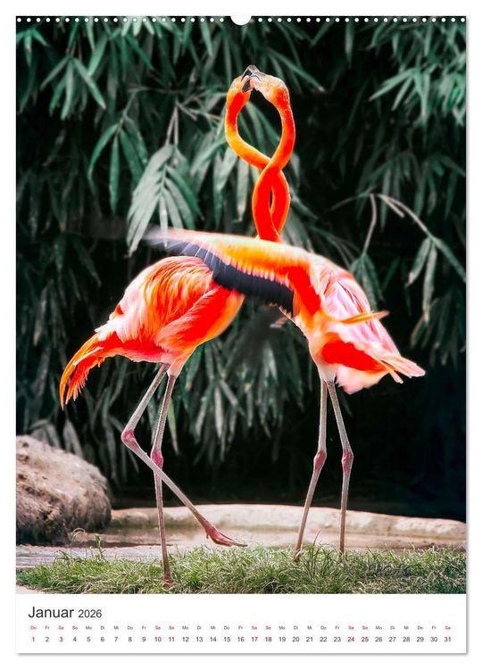 Produktbild: Flamingos in rosa Federpracht. (hochwertiger Premium Wandkalender 2026 DIN A2 hoch), Kunstdruck in Hochglanz