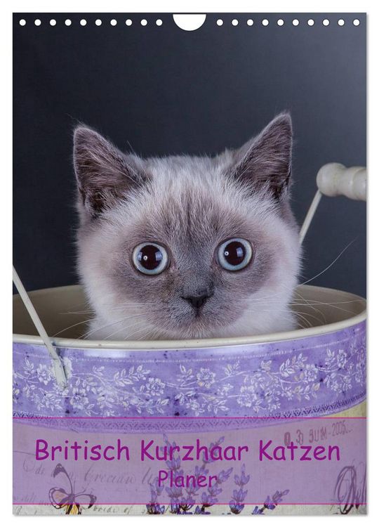 Produktbild: Britisch Kurzhaar Katzen - Planer (Wandkalender 2026 DIN A4 hoch), CALVENDO Monatskalender