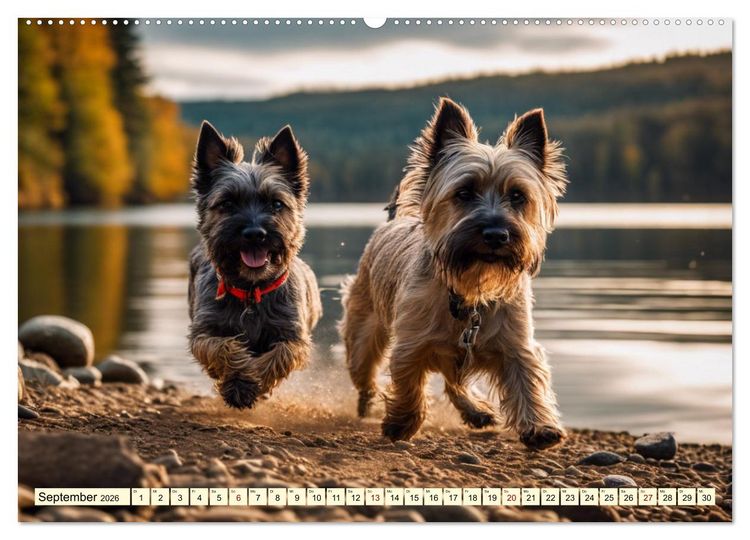 Produktbild: Cairn Terrier - lustiges Raubein aus Schottland (Wandkalender 2026 DIN A2 quer), CALVENDO Monatskalender