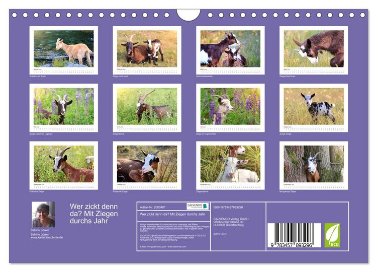 Produktbild: Wer zickt denn da? Mit Ziegen durchs Jahr (Wandkalender 2026 DIN A4 quer), CALVENDO Monatskalender